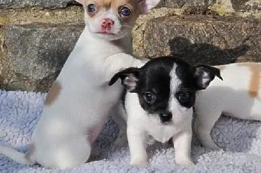 Chihuahua szczenięta..,  łódzkie Brzeziny
