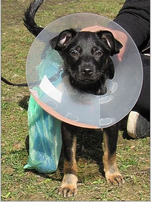 3 mies. GRINGO psia bida poleca się do adopcji, m