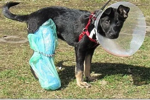 3 mies. GRINGO psia bida poleca się do adopcji,  m