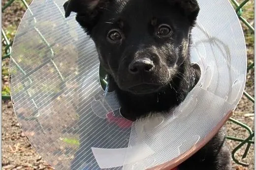 3 mies. GRINGO psia bida poleca się do adopcji,  m