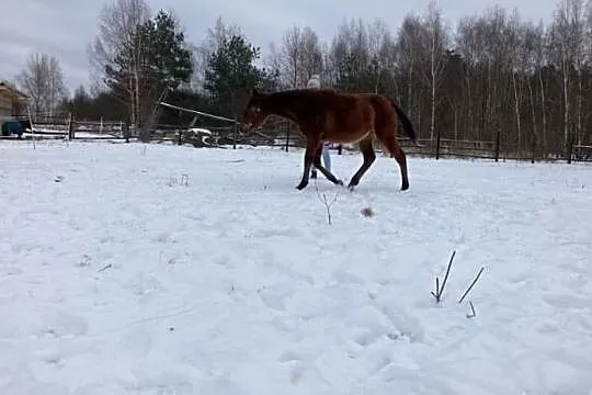 Sprzedam klacz małopolską