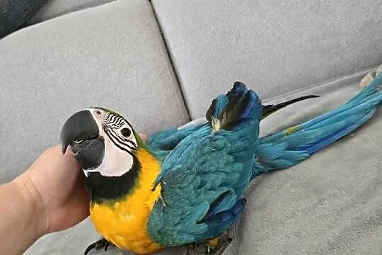 Ara ararauna