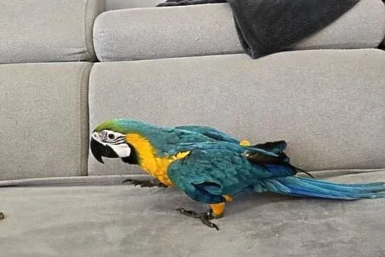 Ara ararauna, Zachodniopomorskie, Gryfino