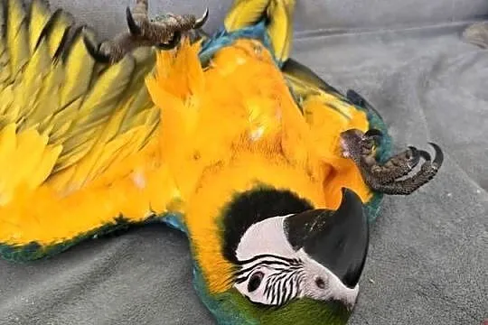 Ara ararauna, Zachodniopomorskie, Gryfino