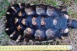 Żółw obrzeżony Testudo marginata – żółw obrzeżony