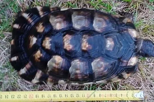 Żółw obrzeżony Testudo marginata – żółw obrzeżony