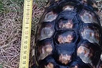 Żółw obrzeżony Testudo marginata – żółw obrzeżony, Świętokrzyskie, Kielce