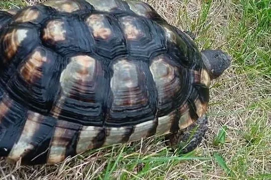 Żółw obrzeżony Testudo marginata – żółw obrzeżony, Świętokrzyskie, Kielce