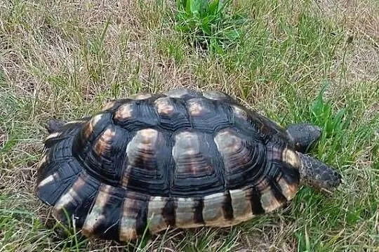 Żółw obrzeżony Testudo marginata – żółw obrzeżony, Świętokrzyskie, Kielce