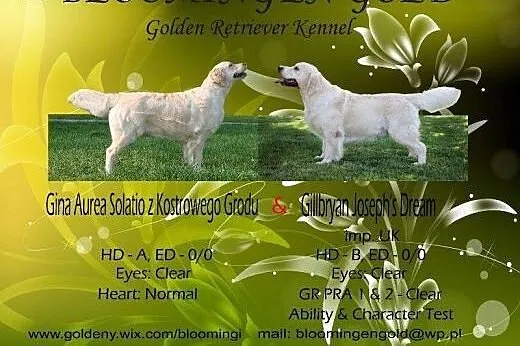 Golden Retriever ZKwP, FCI - Zapowiedź miotu - kwi