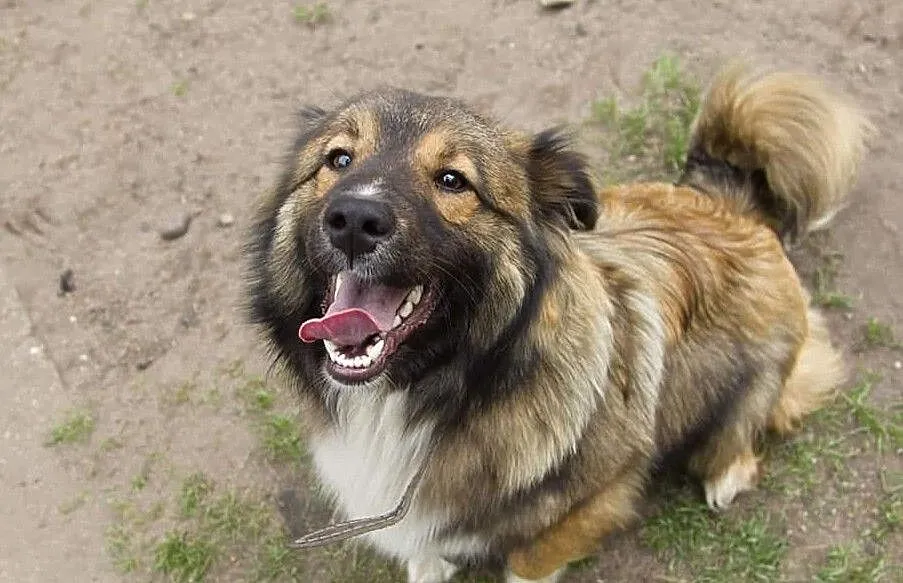 MISIU piękny towarzyski piesek poleca się do adopcji pokochaj go, , Wrocław