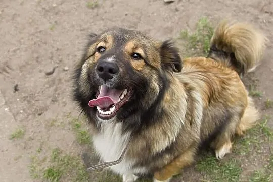 MISIU piękny towarzyski piesek poleca się do adopcji pokochaj go
