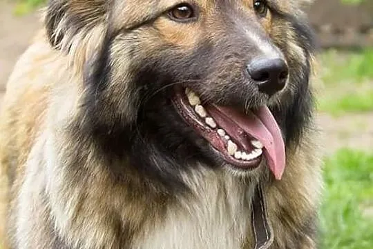 MISIU piękny towarzyski piesek poleca się do adopcji pokochaj go, , Wrocław