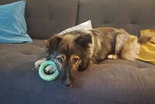 MISIU piękny towarzyski piesek poleca się do adopcji pokochaj go, , Wrocław