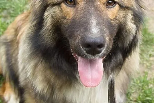 MISIU piękny towarzyski piesek poleca się do adopcji pokochaj go, , Wrocław