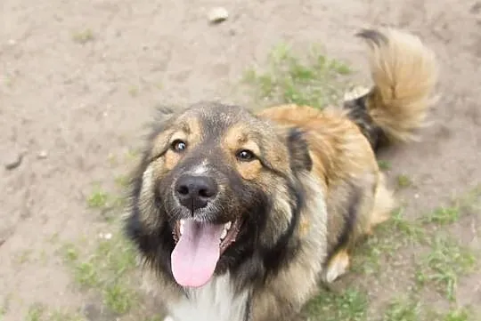 MISIU piękny towarzyski piesek poleca się do adopcji pokochaj go, , Wrocław