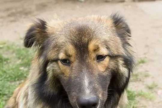 MISIU piękny towarzyski piesek poleca się do adopcji pokochaj go, , Wrocław