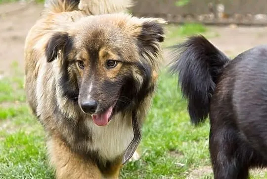 MISIU piękny towarzyski piesek poleca się do adopcji pokochaj go, , Wrocław