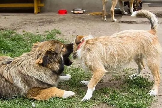MISIU piękny towarzyski piesek poleca się do adopcji pokochaj go, , Wrocław