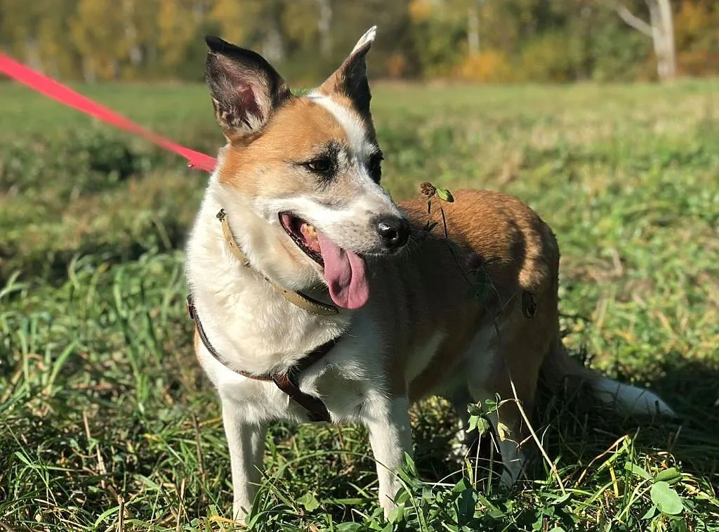 VIka-cichutka sunia, spokojna, delikatna, pokocha całym sercem, 15kg, Mazowieckie, Warszawa