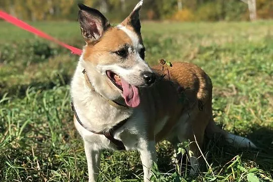 VIka-cichutka sunia, spokojna, delikatna, pokocha całym sercem, 15kg