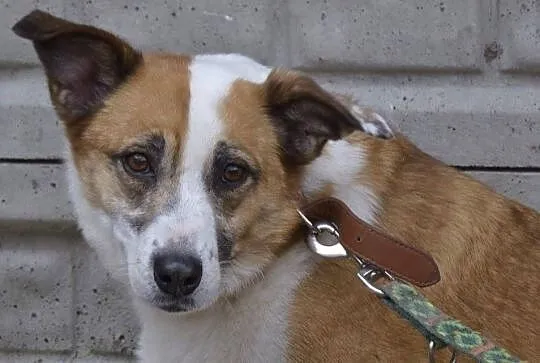 VIka-cichutka sunia, spokojna, delikatna, pokocha całym sercem, 15kg, Mazowieckie, Warszawa
