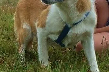 VIka-cichutka sunia, spokojna, delikatna, pokocha całym sercem, 15kg, Mazowieckie, Warszawa