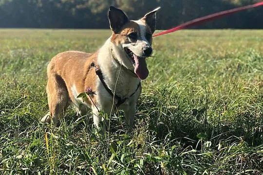 VIka-cichutka sunia, spokojna, delikatna, pokocha całym sercem, 15kg, Mazowieckie, Warszawa