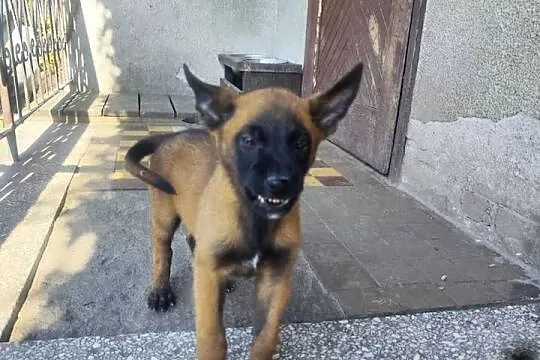 Malinois piękne szczeniaki, Łódzkie, Sieradz