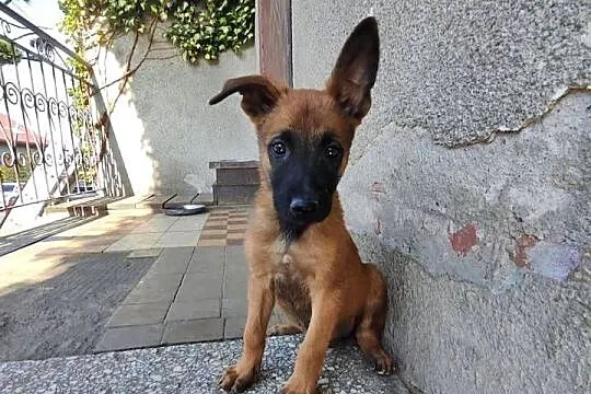 Malinois piękne szczeniaki, Łódzkie, Sieradz