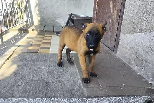 Malinois piękne szczeniaki, Łódzkie, Sieradz