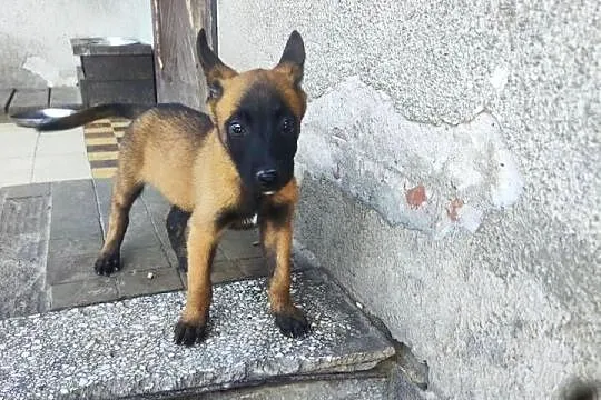 Malinois piękne szczeniaki, Łódzkie, Sieradz
