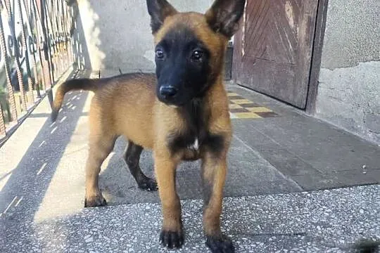 Malinois piękne szczeniaki, Łódzkie, Sieradz