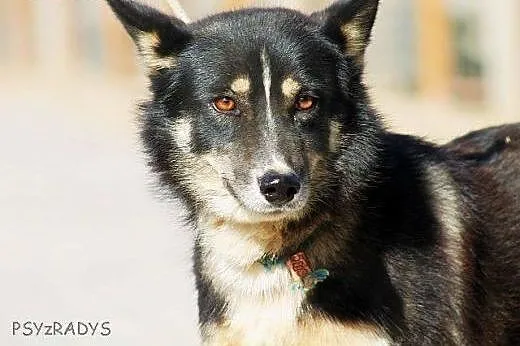 GEJSZA - północniaczka, kocha ruch i przestrzeń - do adopcji,  Pozostałe rasy cała Polska