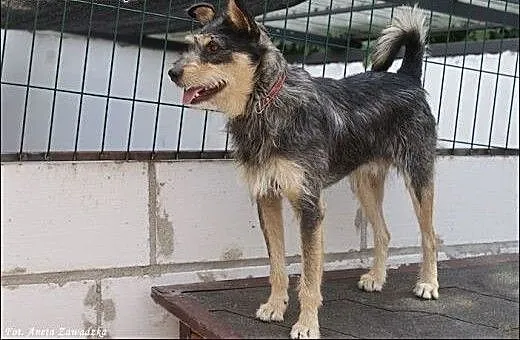 Nie pozwól Foksowi stracić nadziei! Adoptuj!, maz