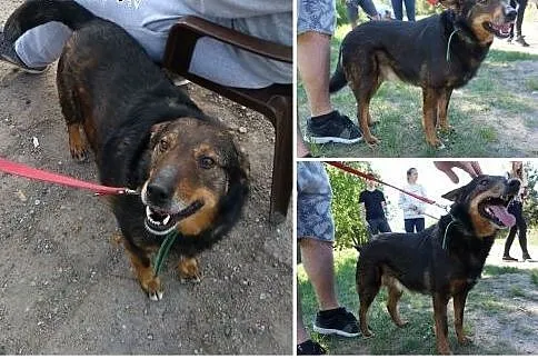 ŻUCZEK - mały, 7 kg, kochany psiak szuka domu,  wi, Poznań