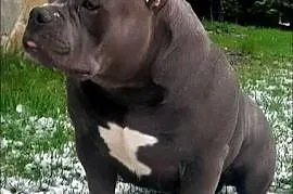 American Bully Standard pies