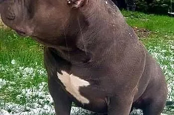 American Bully Standard pies, Małopolskie, Limanowa