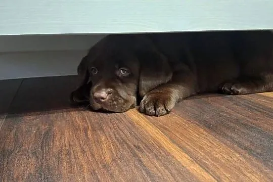 Labrador Retriever - ZKwP (FCI) - Szczenięta czekoladowe i czarne, Kujawsko-pomorskie, Lniano