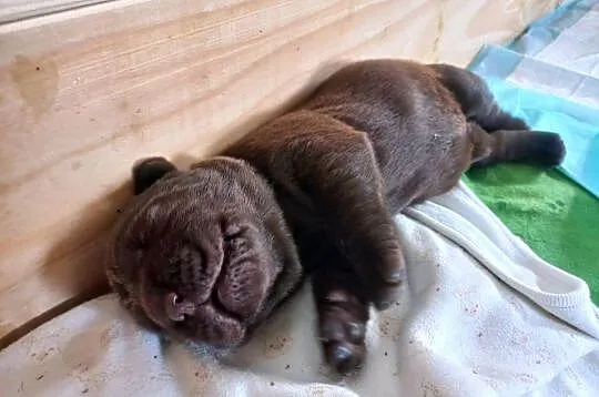 Labrador Retriever - ZKwP (FCI) - Szczenięta czekoladowe i czarne, Kujawsko-pomorskie, Lniano