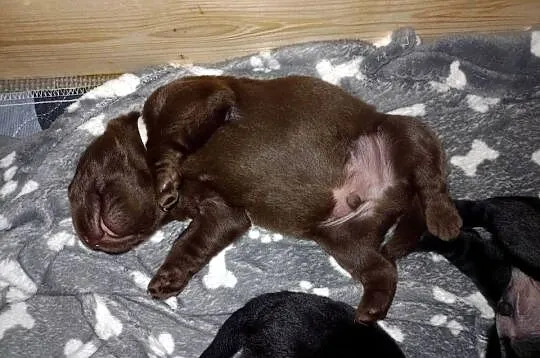 Labrador Retriever - ZKwP (FCI) - Szczenięta czekoladowe i czarne, Kujawsko-pomorskie, Lniano