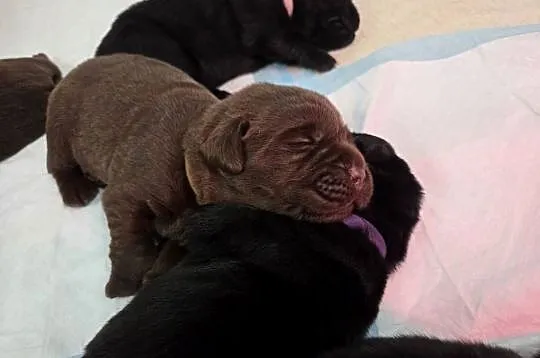 Labrador Retriever - ZKwP (FCI) - Szczenięta czekoladowe i czarne, Kujawsko-pomorskie, Lniano