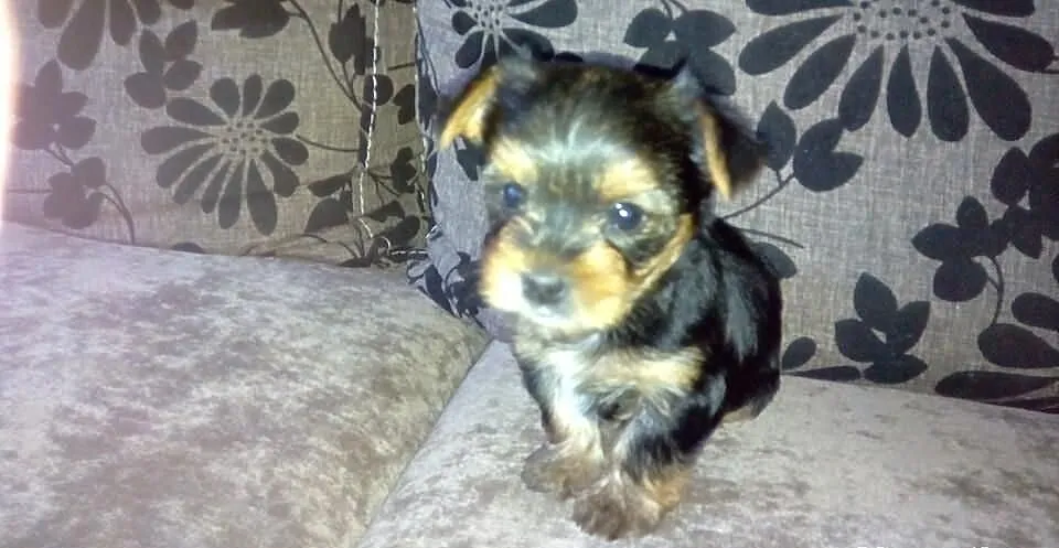 Yorkshire Terrier