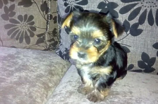 Yorkshire Terrier