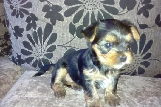 Yorkshire Terrier
