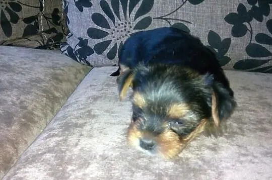 Yorkshire Terrier