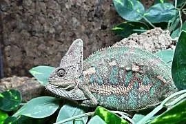 Kameleon jemeński samiec