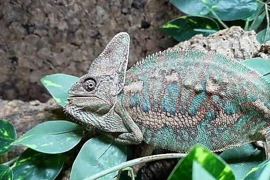 Kameleon jemeński samiec, Dolnośląskie, Oława
