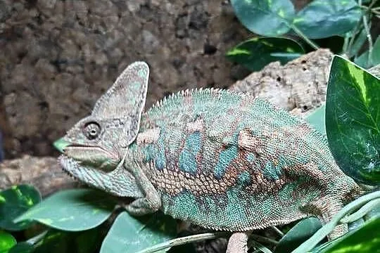 Kameleon jemeński samiec, Dolnośląskie, Oława