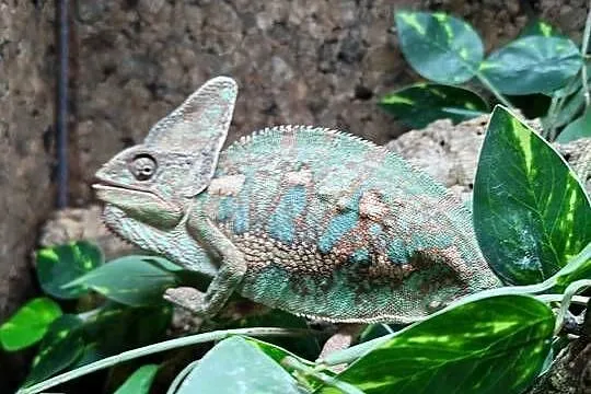 Kameleon jemeński samiec, Dolnośląskie, Oława